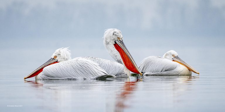 Dalmation Pelicans in Early Morning Mist